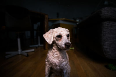 Close-up of  white dog looking away indoors