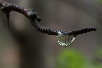 Close-up of water drops on twig