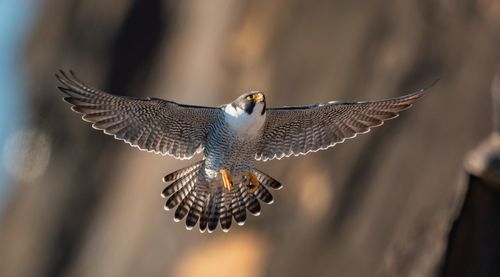 Close-up low angle view of bird flying outdoors