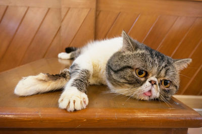 Cat lying on wooden floor