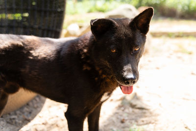 Close-up portrait of black dog