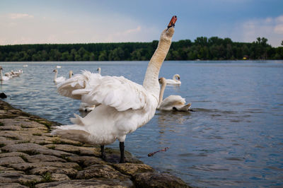 View of swan on lake