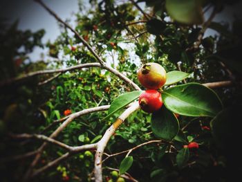 Close-up of fruits on tree