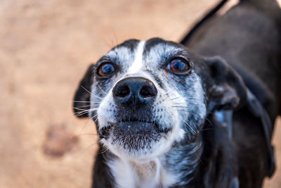 Portrait of dog