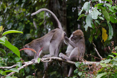 Playful monkeys on branch in forest
