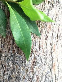 High angle view of green leaves on tree trunk