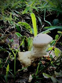 Close-up of mushrooms growing on plant