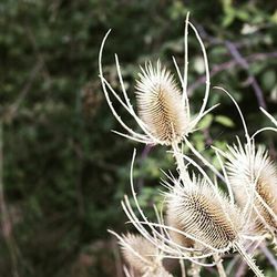 Close-up of dandelion