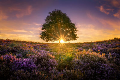 Flowers on field against sky during sunset