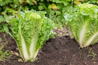 Salad in open ground. green fresh leaves of edible plant. gardening at spring and summer. 