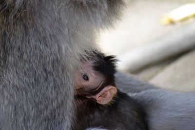 Close-up of monkey