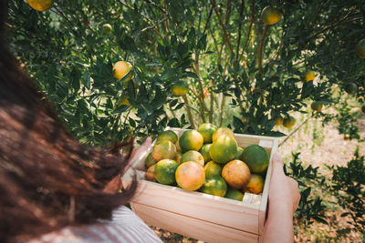 Fruits and vegetables on tree