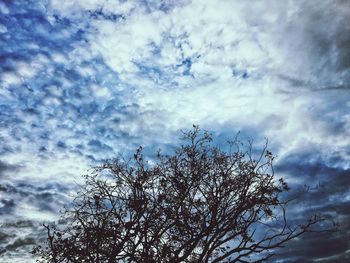 Low angle view of tree against sky