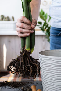 Close-up of potted plant