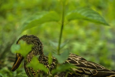 Close-up of female mallard duck by plants
