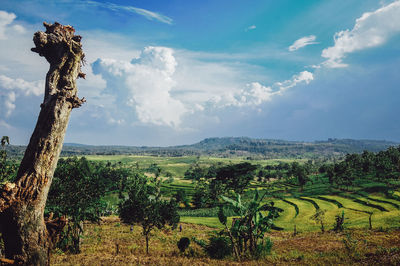 Scenic view of agricultural field against sky