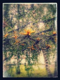 Close-up of flowers