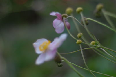 Close-up of purple flowering plant