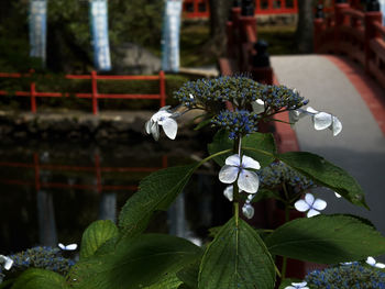 Close-up of white flowering plant