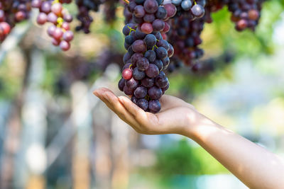 Close-up of hand holding berries