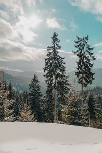 Trees on snow covered landscape against sky during sunset