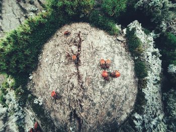 High angle view of ladybug on rock