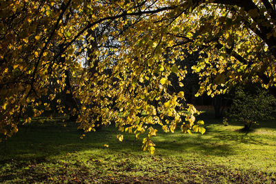 Trees and plants in park during autumn