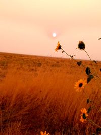 Scenic view of poppy field against sky during sunset