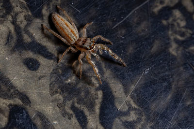 High angle view of spider