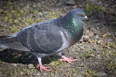 Close-up of bird