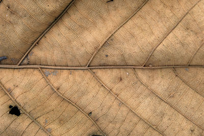 Full frame shot of tiled floor