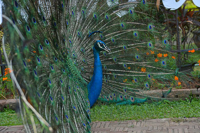 View of peacock