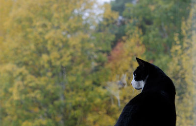 Cat looking away