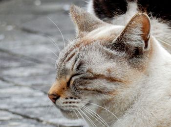 Close-up of cat looking away