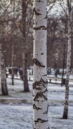 Close-up of tree trunk in forest