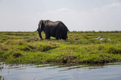 Elephant in a field