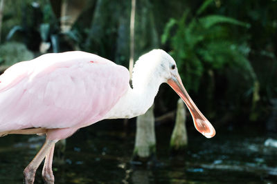 Close-up of white bird