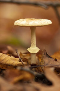 Close-up of mushroom growing on land