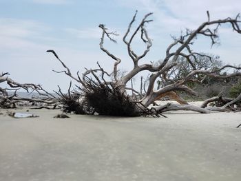 Bare tree on beach against sky