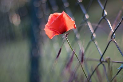 Close-up of red poppy