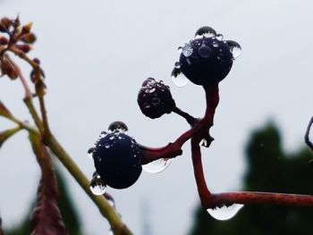 Close-up of wet plants against sky