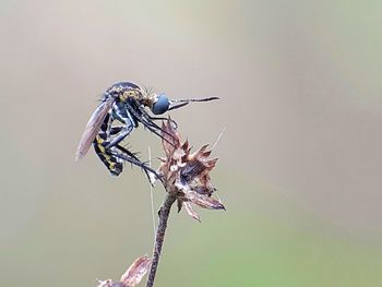 Close-up of insect perching on leaf