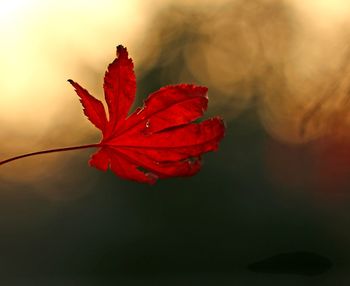 Close-up of red flower on plant during autumn