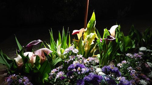 Close-up of purple flowering plant