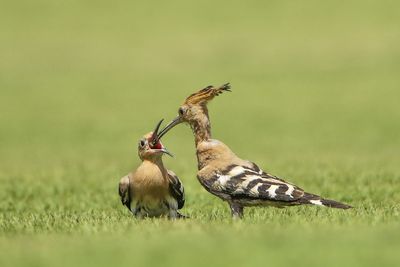 Close-up of bird on field