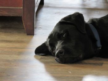 Close-up of a dog resting on floor