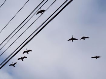 Low angle view of birds flying in sky