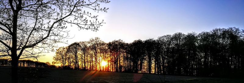 Low angle view of silhouette trees against sky during sunset