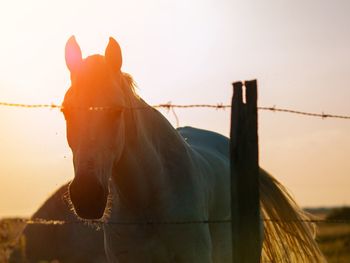 Horse standing in ranch against sky during sunset