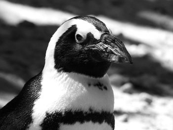 Close-up portrait of a bird looking away